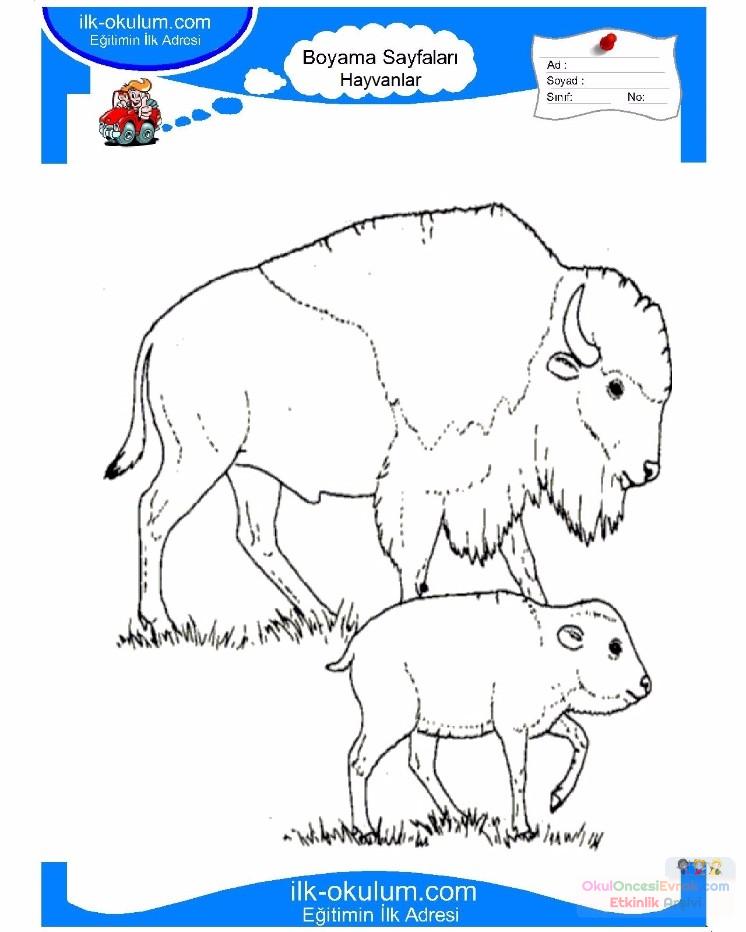 çocuklar-için-hayvan-Bizon-boyama-sayfası-19