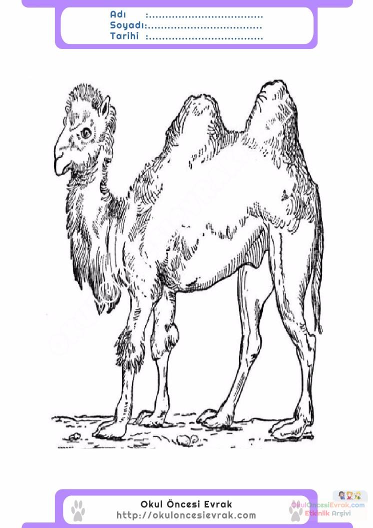 çocuklar-için-hayvan-hayvan-Deve-boyama-sayfası-34