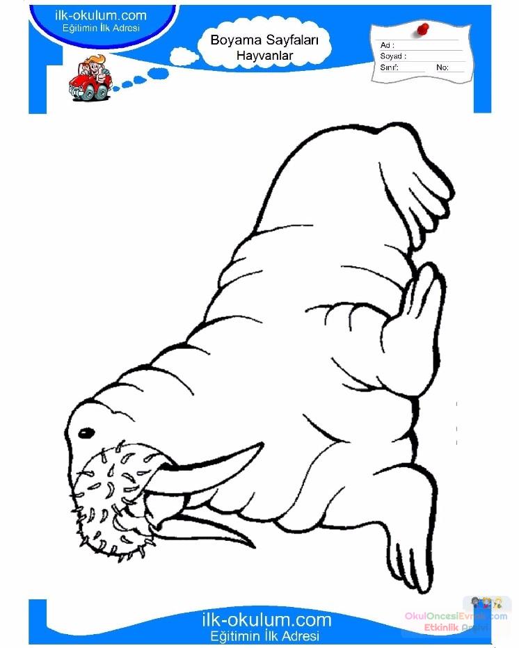çocuklar-için-hayvan-hayvan-Fok-boyama-sayfası-12