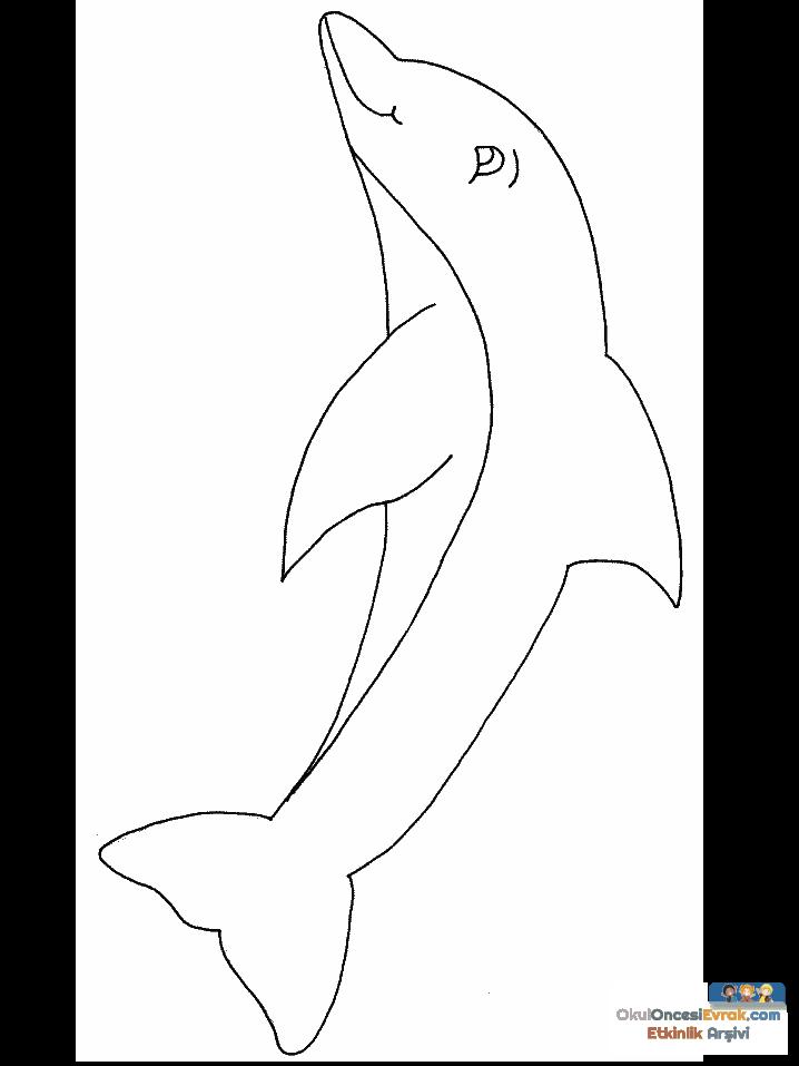 dolphin