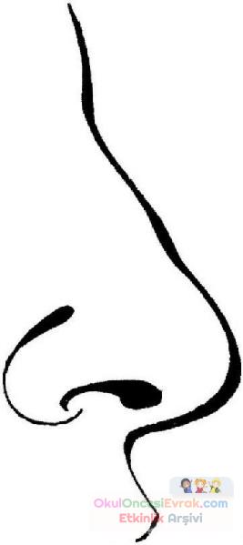 duyu organları (13)