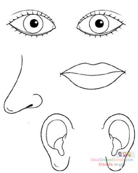 duyu organları (22)