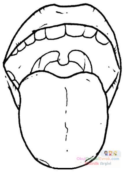 duyu organları (23)