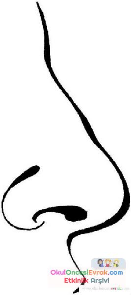 Duyu Organları (6)