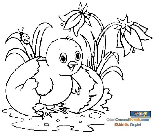 ente_huhn001