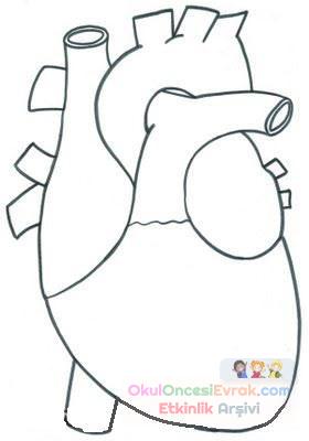 iç organlar (5)