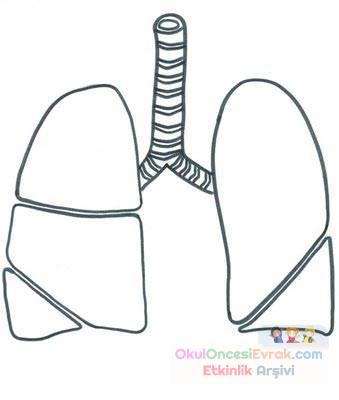 iç organlar (6)
