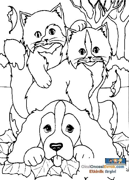 katze002