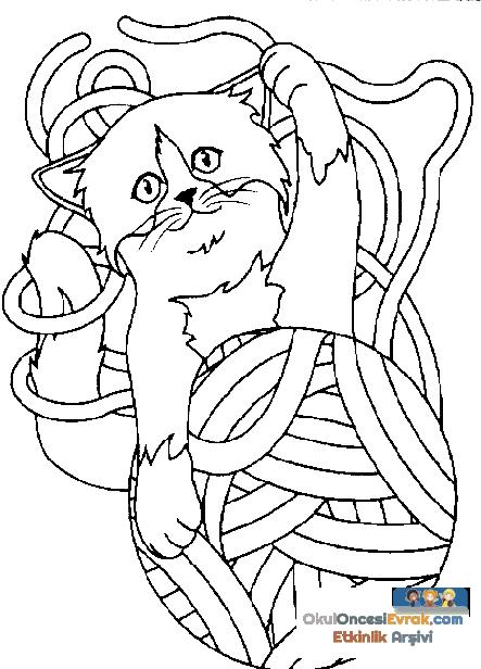 katze005
