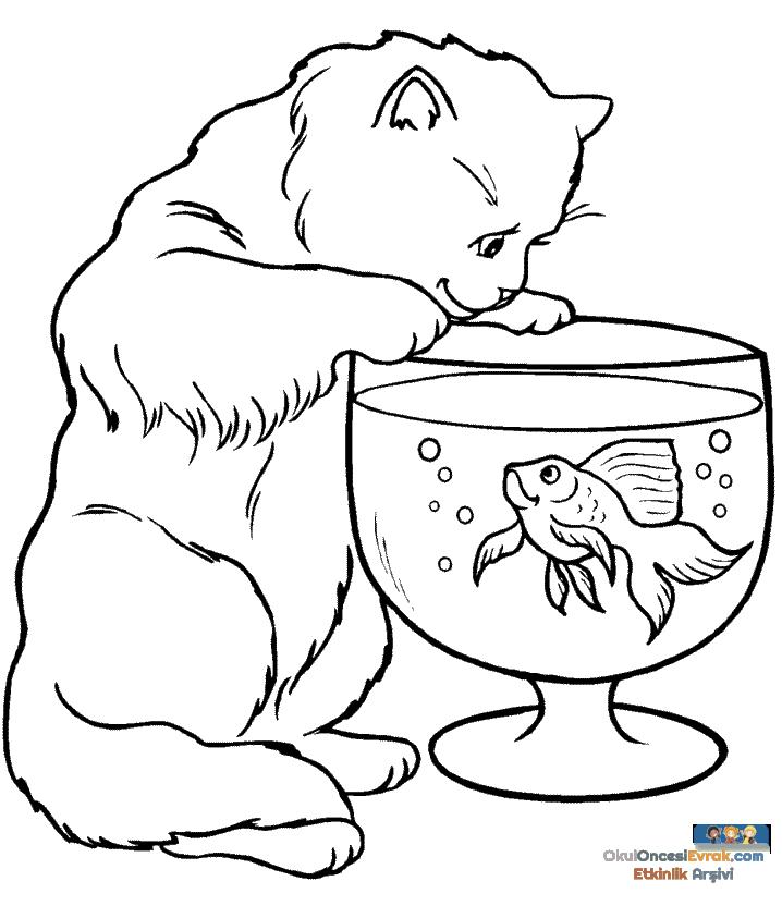 katze009