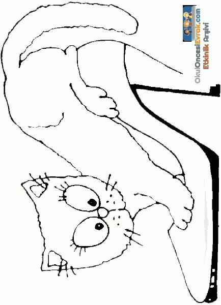 kedi