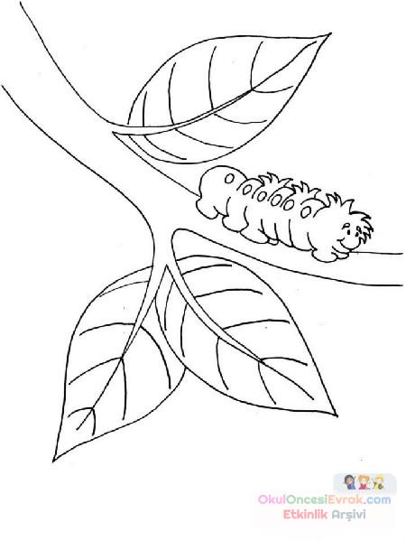 kelbeğin oluşumu 2(2)