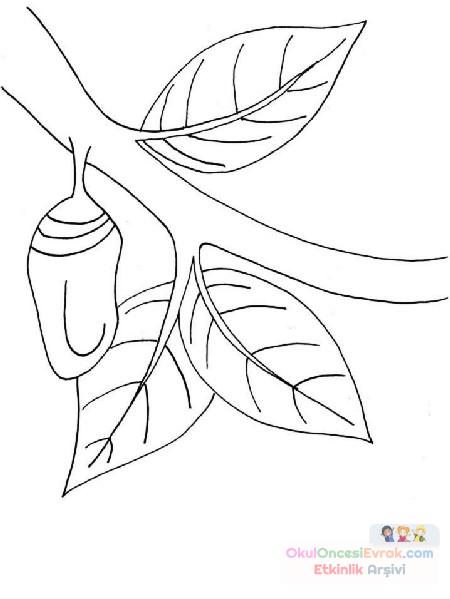 kelbeğin oluşumu 2(3)