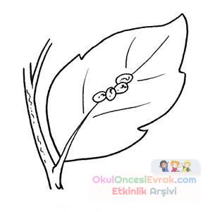 kelebeğin oluşumu (2)
