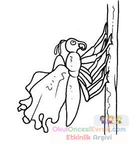 kelebeğin oluşumu (8)