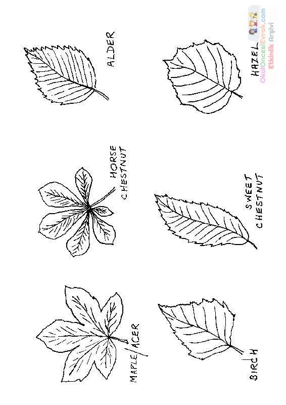 mevsimler (225)