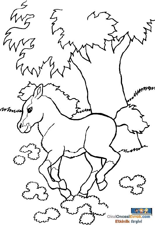 pferd001