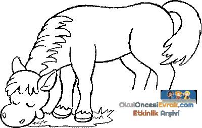 pferd005