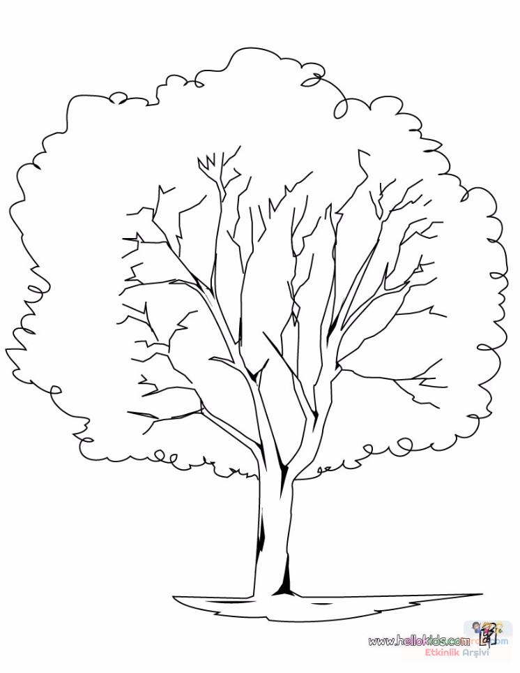 plane-tree-coloring-page-source_ywn
