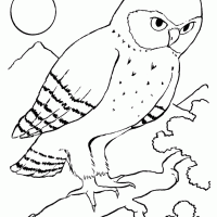 011-bird-coloring-picture-owl