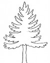 Ağaç Türleri (2)