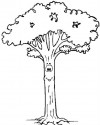 Ağaç Türleri (50)