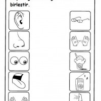 anasınıfı-duyu-organlarıyla-ilgili-çalışma-sayfaları-1