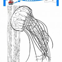 çocuklar-için-hayvan-hayvan-Deniz-Anası-boyama-sayfası-2