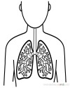 İç Organlar (3)