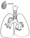 iç organlar (4)
