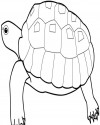 Kaplumbağa Hayvanlar Boyama (1143)