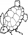 Kaplumbağa Hayvanlar Boyama (1148)