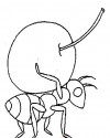 Karınca Hayvanlar Boyama (101)