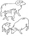 Koyunlar Hayvanlar Boyama  (13)