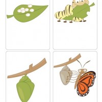 Life-Cycle-of-a-butterfly-flash-cards-Busy-Little-Bugs-page-001-Copy