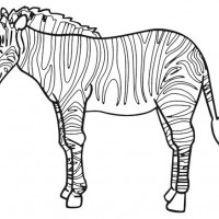 zebra_boyama