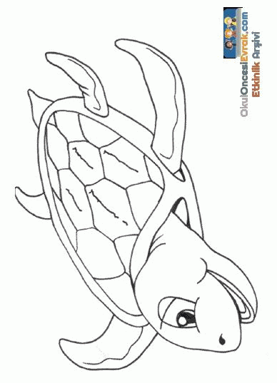 turtle