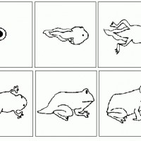 okul öncesınde kavramlar sayı çalışması çizgi çalişması geometrik çalışmalar (242)