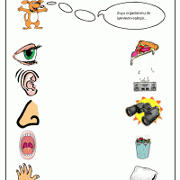 okul-öncesi-duyu-organlarımızı-eşleştir-5