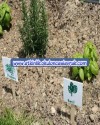 Dil Baskı Çubuğu (abeslang) (78)