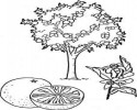 AĞAÇ (9)