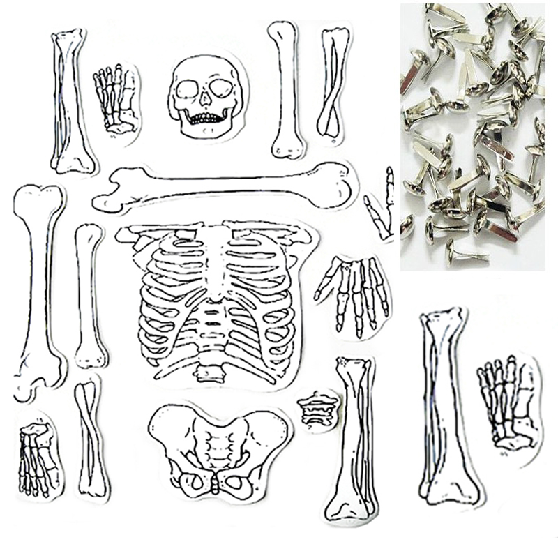 1-Set-Science-Experiment-Equipment-Technology-Production-Handmade-Human-Skeleton-Model-Assemble-Education-Children-Learning-Tool