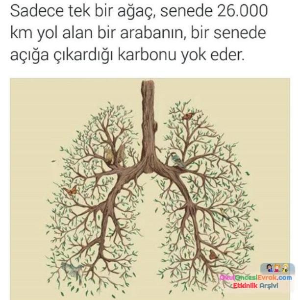 orman haftası