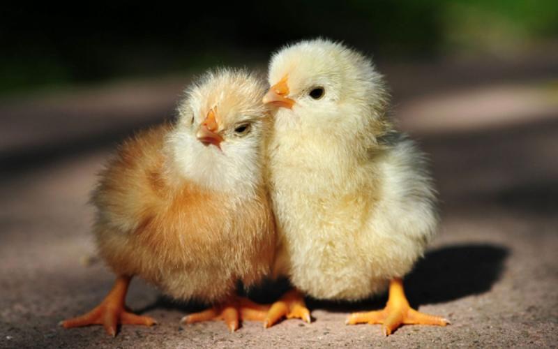 1ok_cute-chickens-wallpaper-for-1920x1200-widescreen-11-10