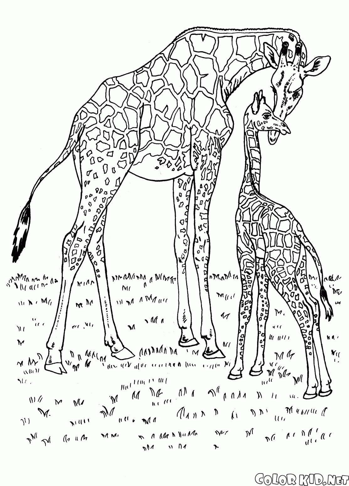 Afrika zürafalar