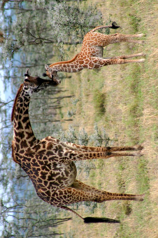 de-giraf-van-het-mamma-en-van-de-baby-1215035