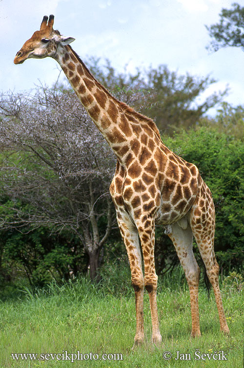 giraffa-zirafa-3