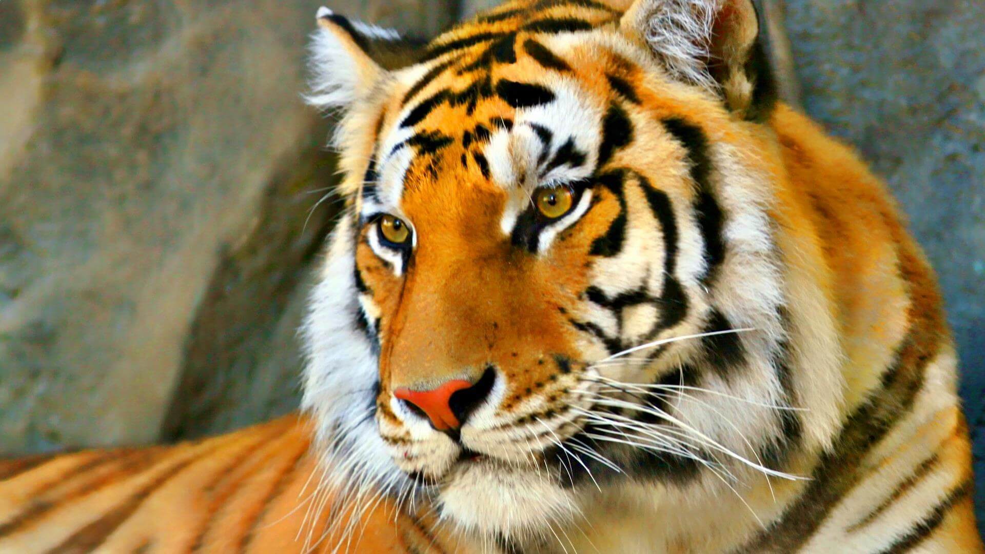 Hayvan_Resimleri_Animal_Pictures_00000018_Kaplan_Tiger