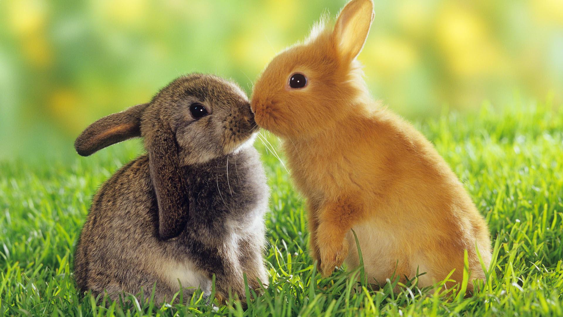 Hayvan_Resimleri_Animal_Pictures_00000273_Tavsan_Rabbit
