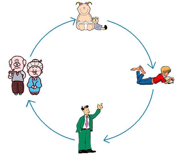 humanlifecycle